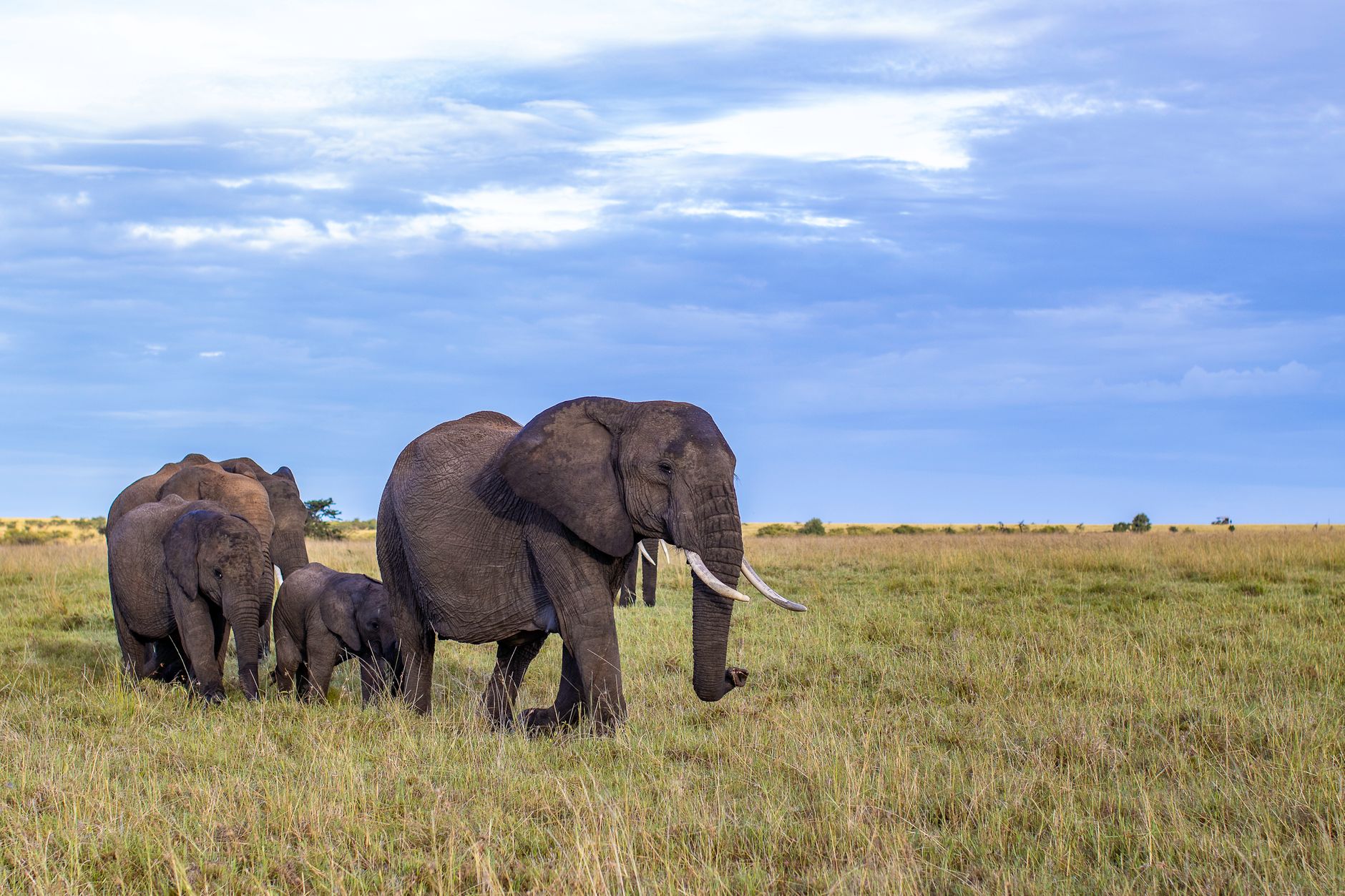 Exploring East Africa: The Ultimate Safari Destination Guide