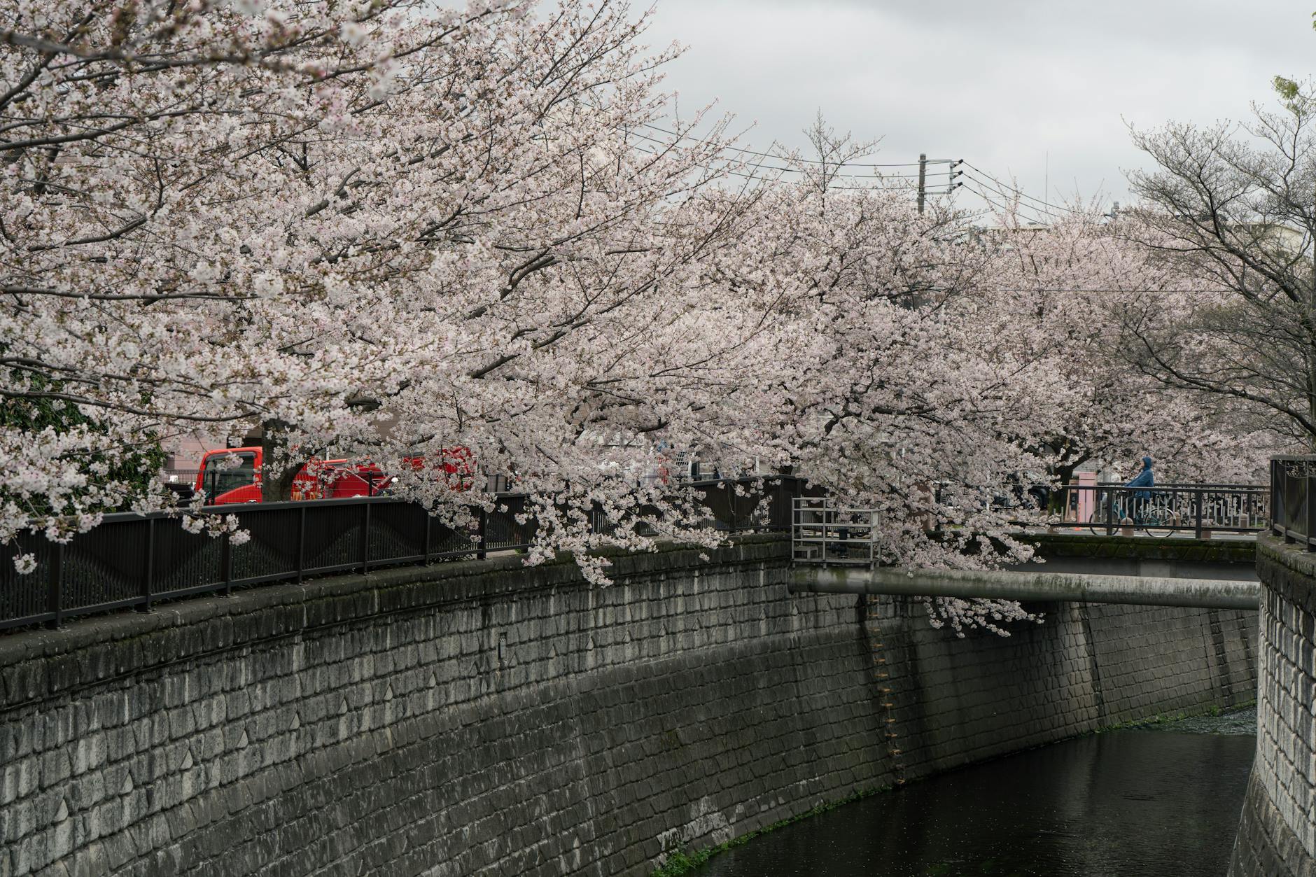 Kyoto Under the Blossoms: How to Experience Japan's Most Beautiful Season